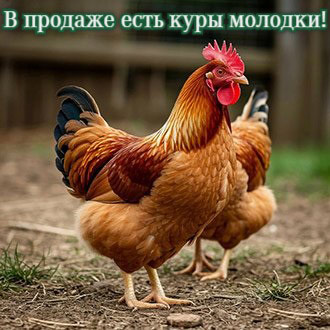куры молодки